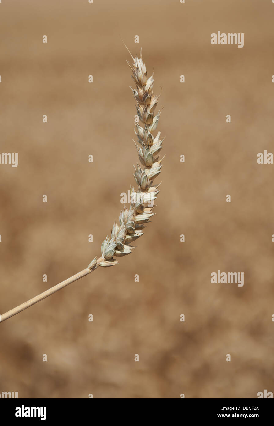 Golden gli steli di grano vicino fino Foto Stock