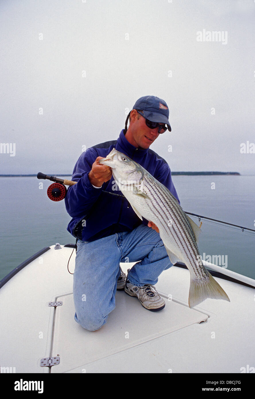 L'uomo tenendo un STRIPED BASS o rigatore (Morone saxatilis) catturati durante la pesca con la mosca vicino a Chatham Cape Cod Massachusetts Foto Stock