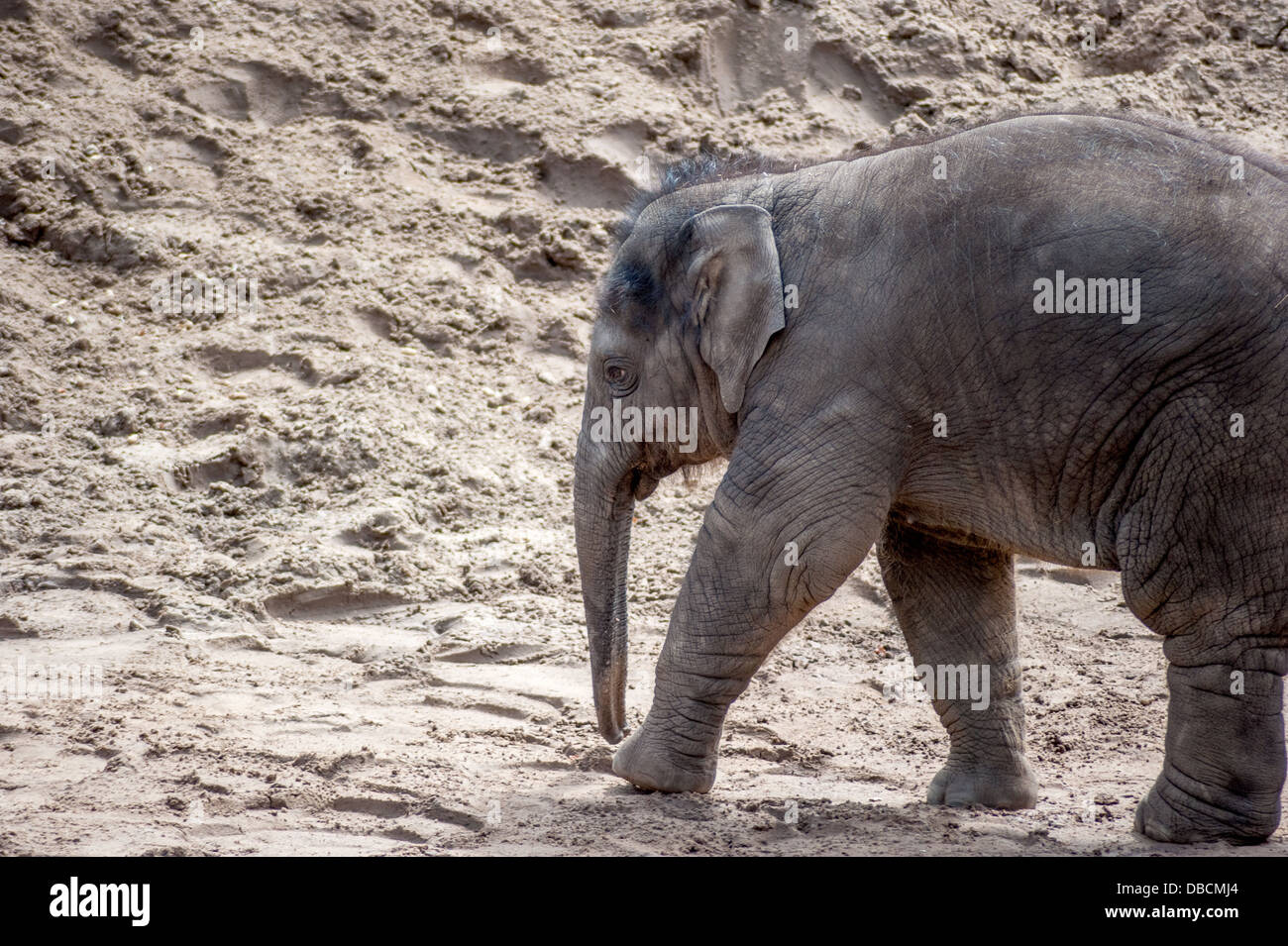 Un vitello di elefante gioca nel proprio recinto Foto Stock