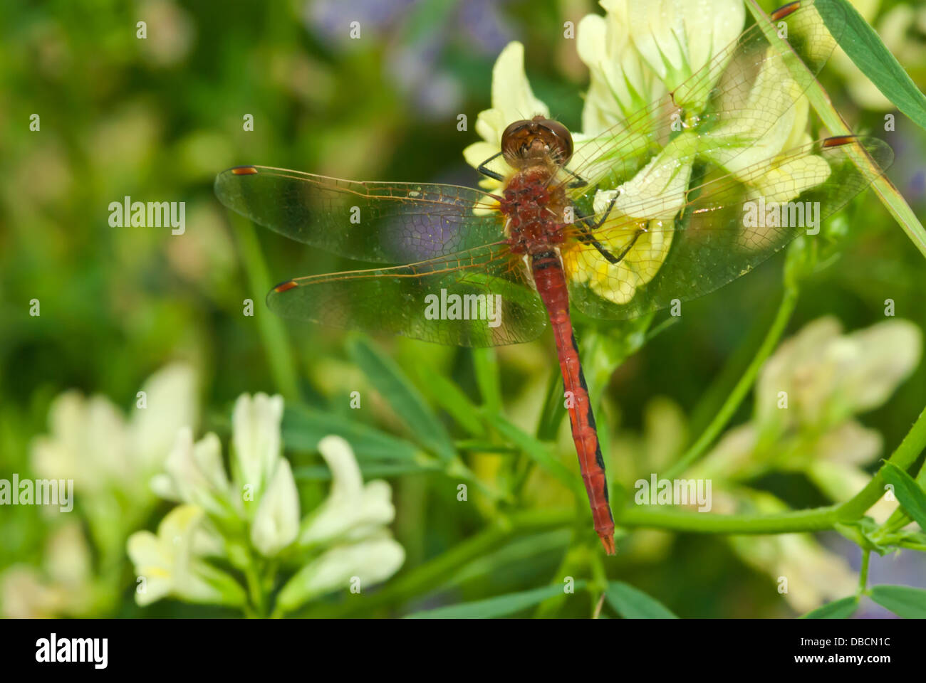 Cherry-di fronte meadowhawk dragonfly (Sympetrum internum) appollaiato su bianco meliloto (Melilotus alba), Wagner Bog, Alberta Foto Stock