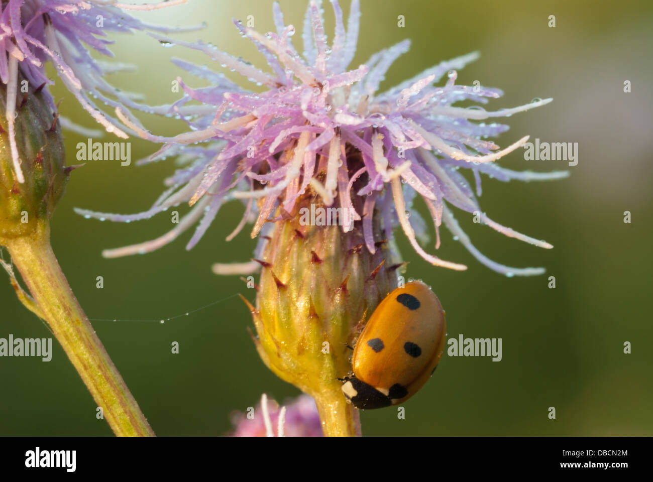 Sette spotted lady bug (Coccinella septempunctata) su rivestito di rugiada Canada thistle (Cirsium arvense) Foto Stock