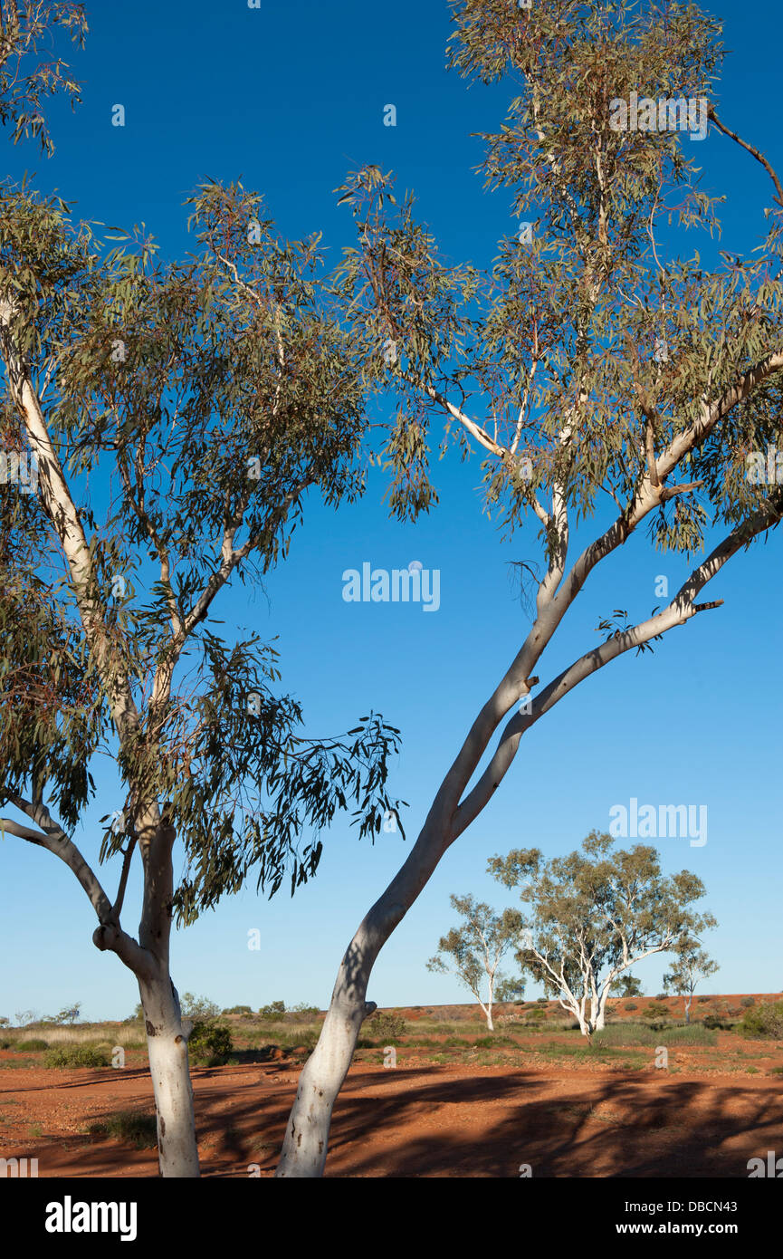 Luna crescente tra alberi di eucalipti nell'outback australiano vicino a Nanutarra, Australia occidentale Foto Stock