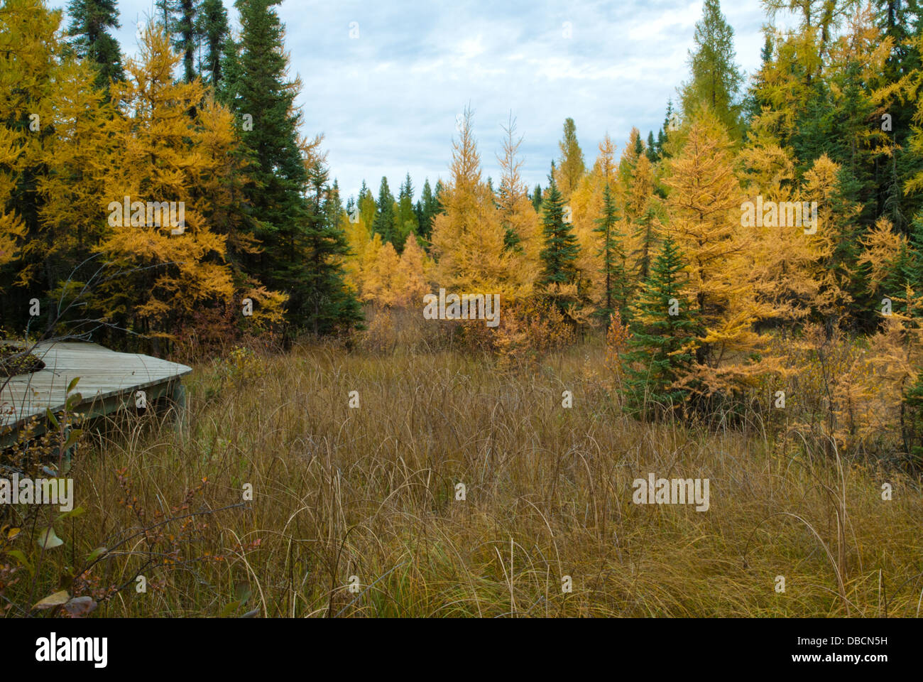 Golden alberi di larice (Larix laricina) cresce attorno ad un calcarious bog, con elevata piattaforma di visualizzazione, Wagner Bog, Alberta Foto Stock