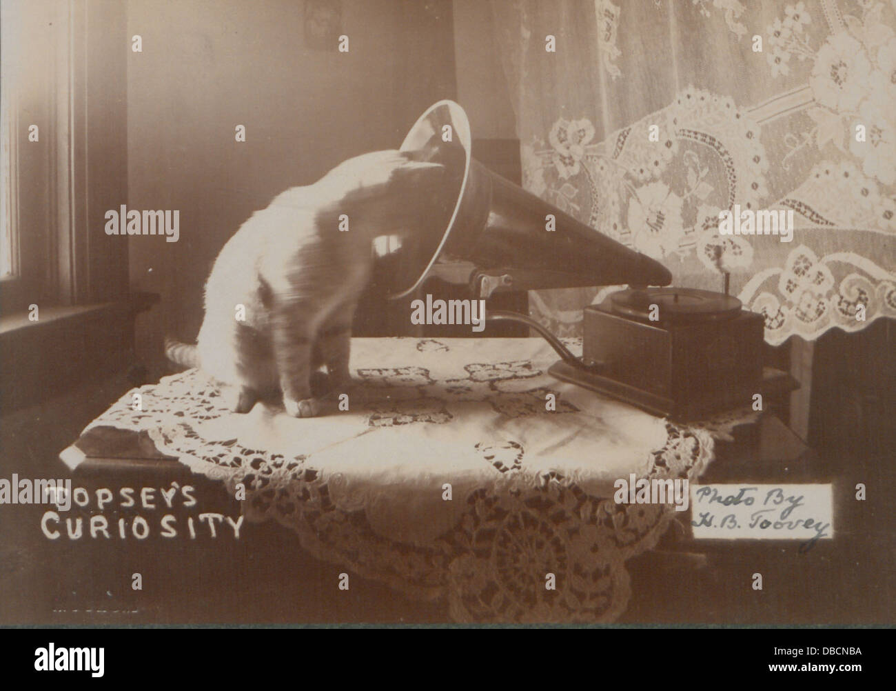 Una foto dal titolo "la curiosità di Topsey" che raffigura l'elefante Topsey, famosa per il suo ruolo in uno spettacolo pubblico. Topsey era un elefante che ha attirato l'attenzione per varie mostre alla fine del XIX secolo, spesso fingendosi come uno spettacolo. Foto Stock