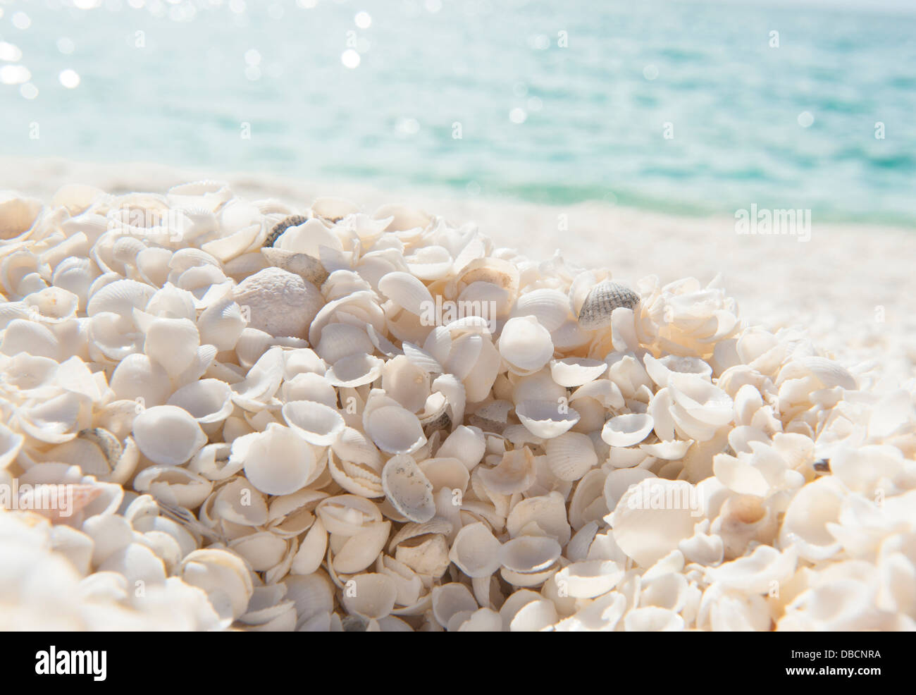 Shell Beach a Shark Bay Area del Patrimonio Mondiale è fatta di trilioni di minuscole conchiglie chiamato Hamelin Cockle, Foto Stock