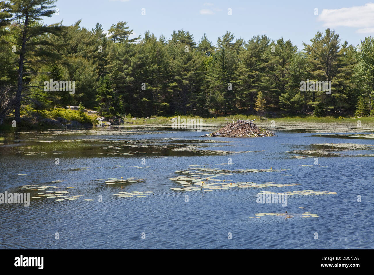 Un castoro house è raffigurato nel Parco Nazionale di Acadia sull'isola di Mount Desert nel Maine Foto Stock