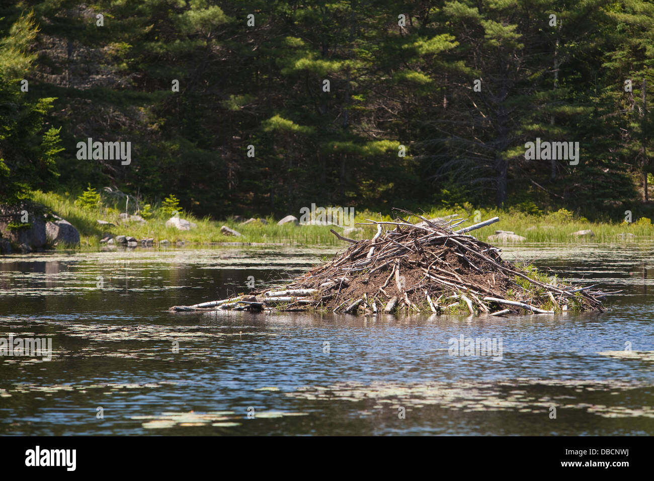Un castoro house è raffigurato nel Parco Nazionale di Acadia sull'isola di Mount Desert nel Maine Foto Stock