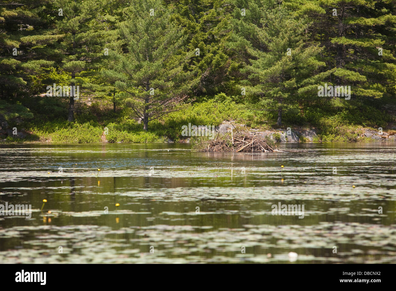 Un castoro house è raffigurato nel Parco Nazionale di Acadia sull'isola di Mount Desert nel Maine Foto Stock