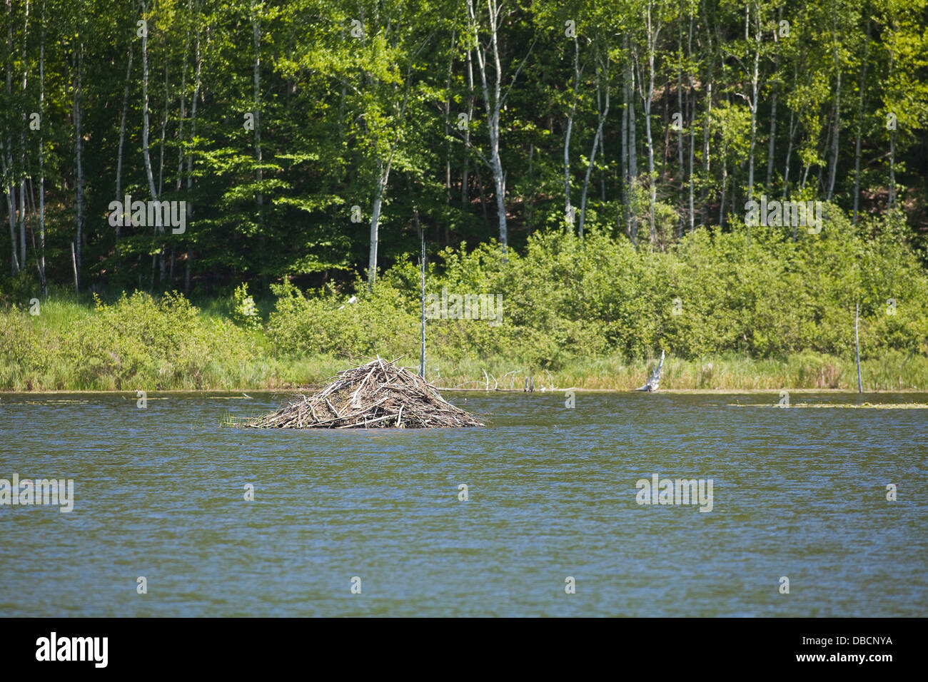 Un castoro house è raffigurato nel Parco Nazionale di Acadia sull'isola di Mount Desert nel Maine Foto Stock