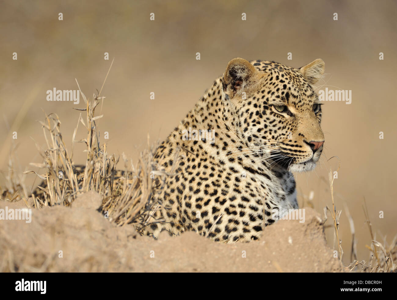 Leopard giacente su un ant hill Foto Stock