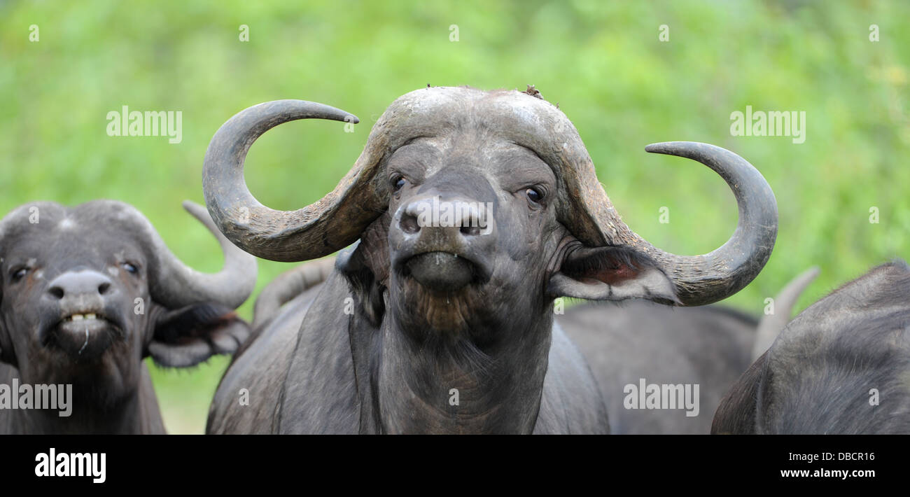 African cape buffalo ritratto Foto Stock