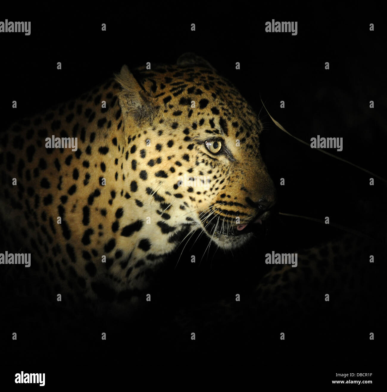 Leopard maschio di notte, ritratto Foto Stock