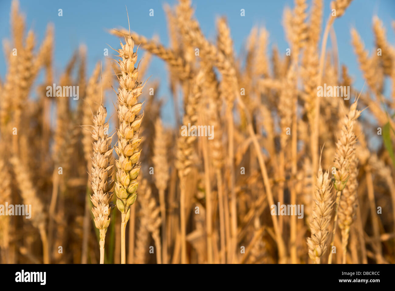 dettaglio di grano Foto Stock