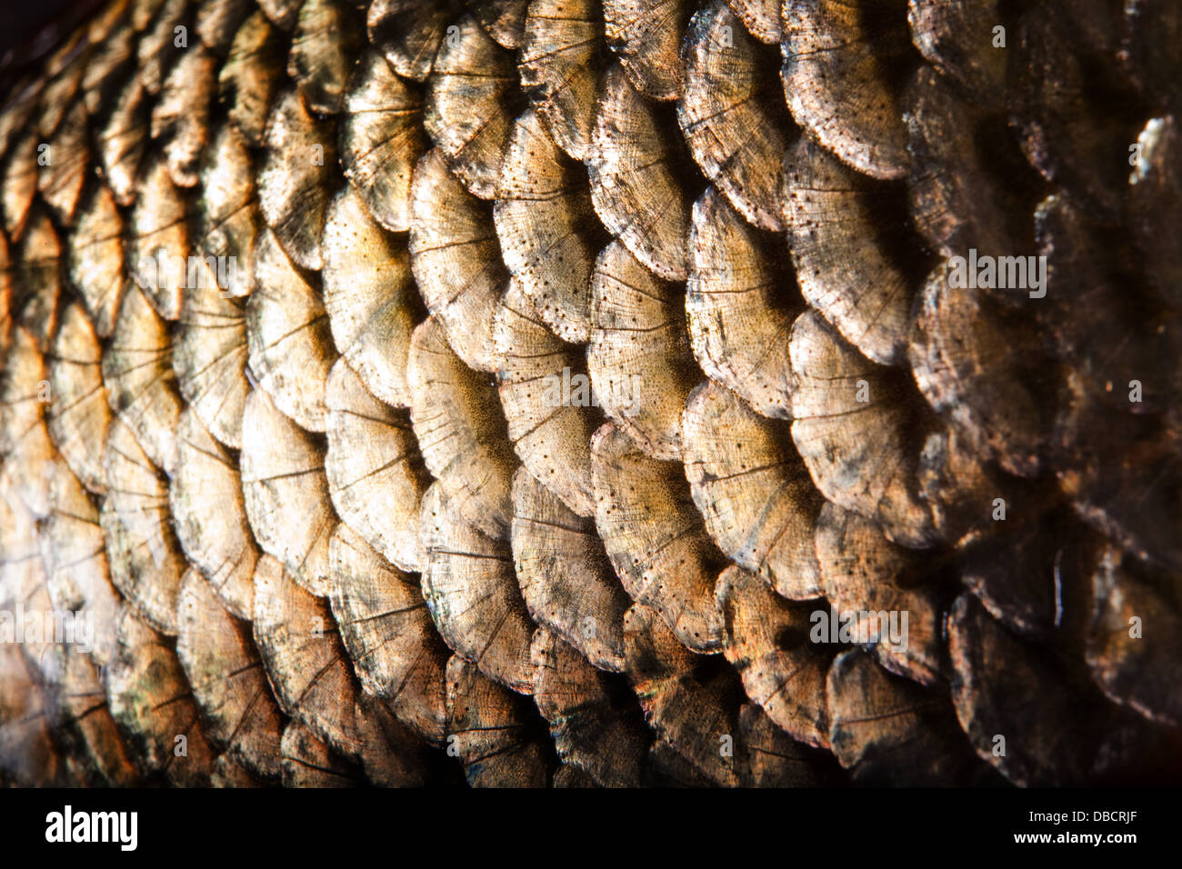 Scale di comune rudd (Scardinius erythrophthalmus) Foto Stock