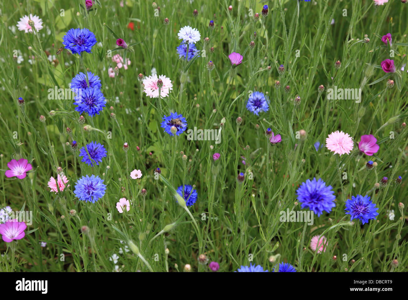 Campo con diversi fiori selvatici. Foto di Willy Matheisl Foto Stock