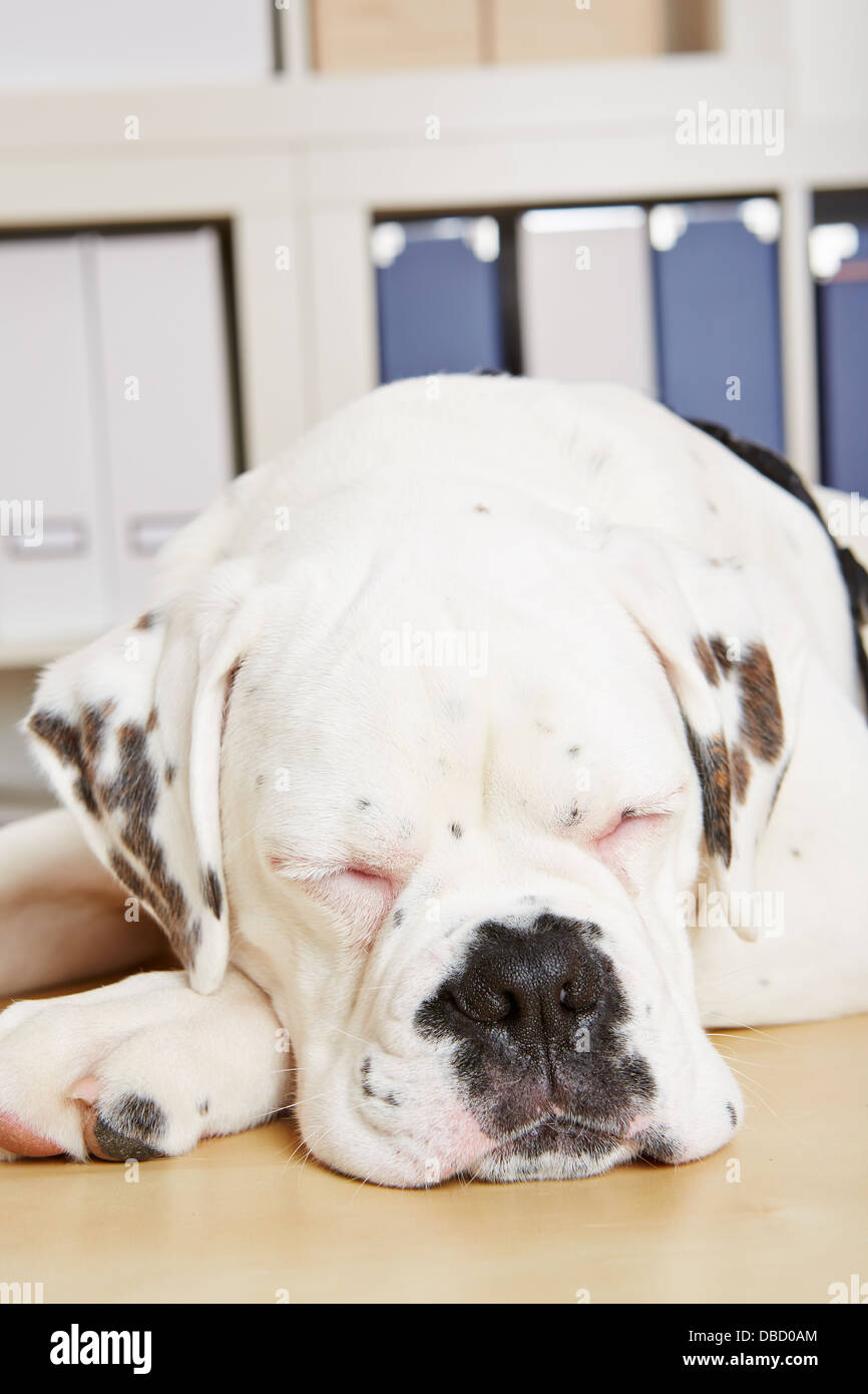 Stanco giovane albino boxer cane dormire con gli occhi chiusi Foto stock -  Alamy