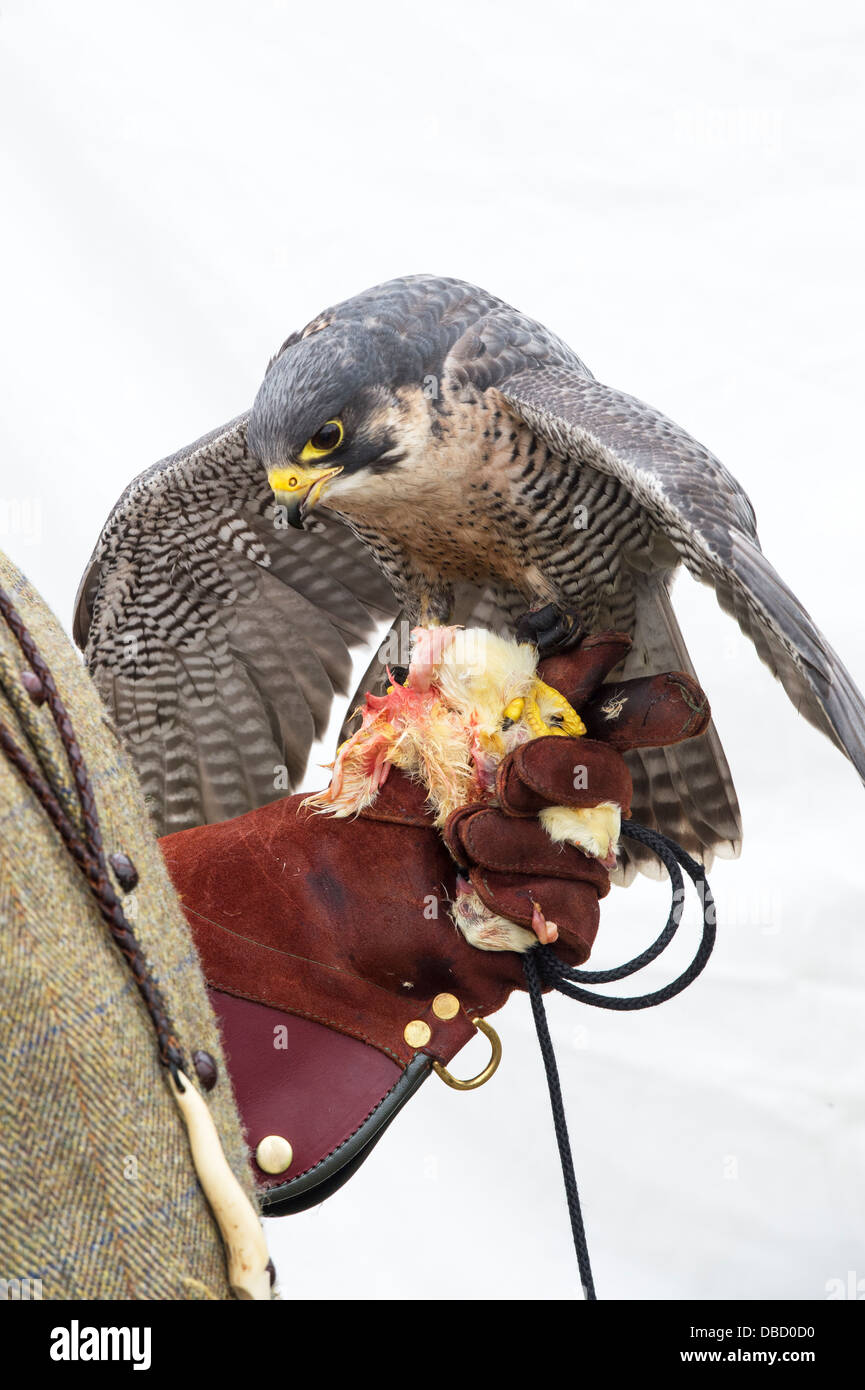 Falco Pellegrino su un falconieri mano guantata alimentare Foto Stock