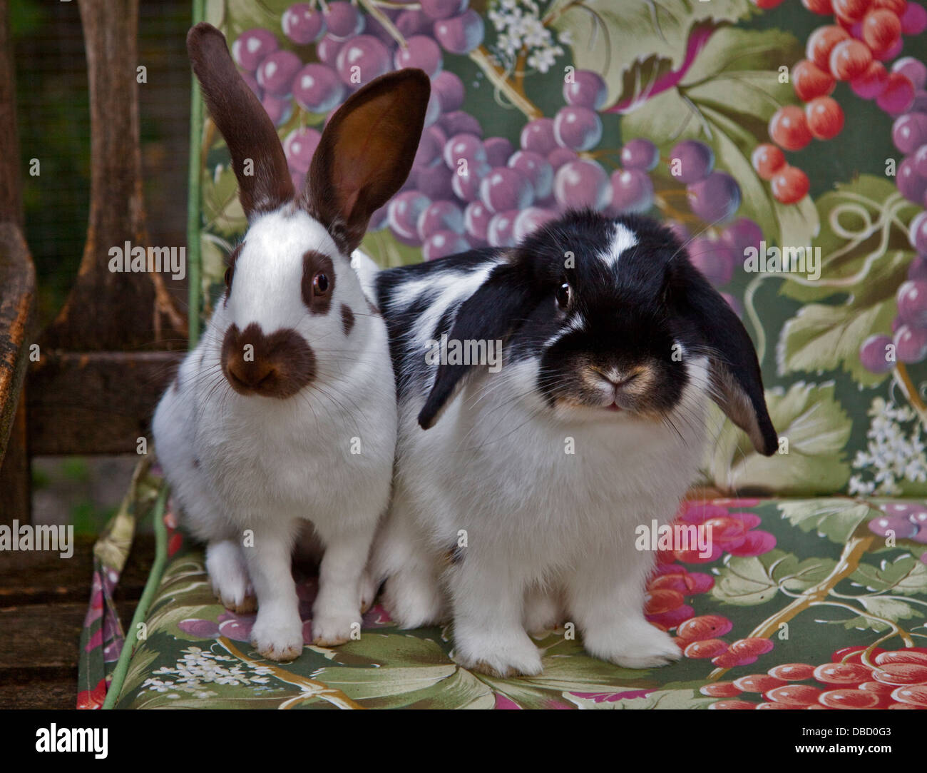 Cioccolato Spot inglese e Nano Lop Eared conigli Foto stock - Alamy