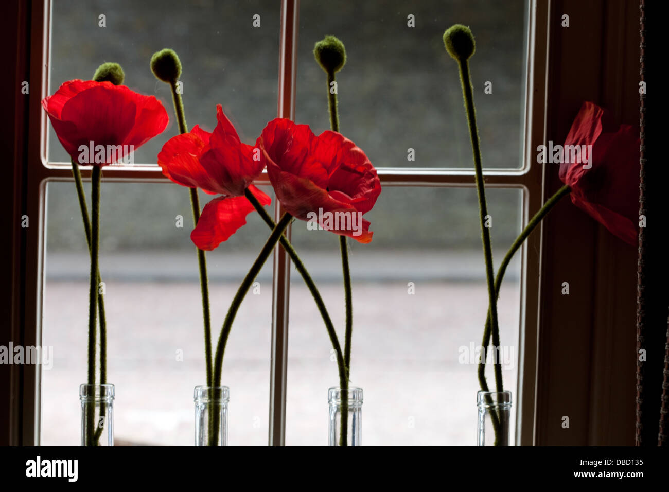 La seta papaveri sul davanzale nel pub di Ypres, Fiandre, in Belgio Foto Stock
