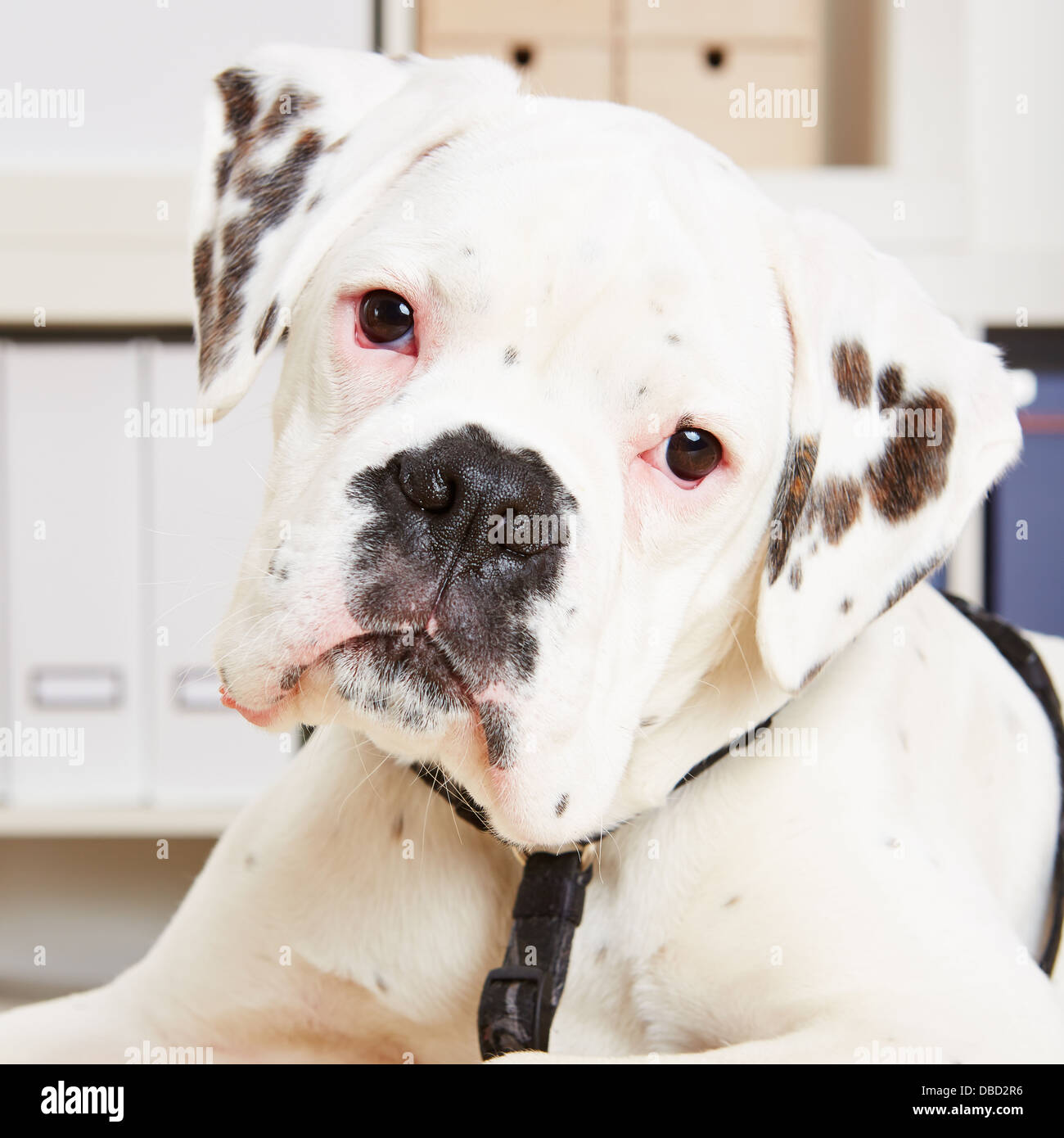 Attento giovane albino cane boxer guardando nella telecamera Foto Stock