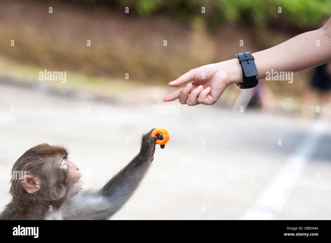 Primo piano di una scimmia selvatici prendendo un nitido da una mano umana, hong kong Foto Stock