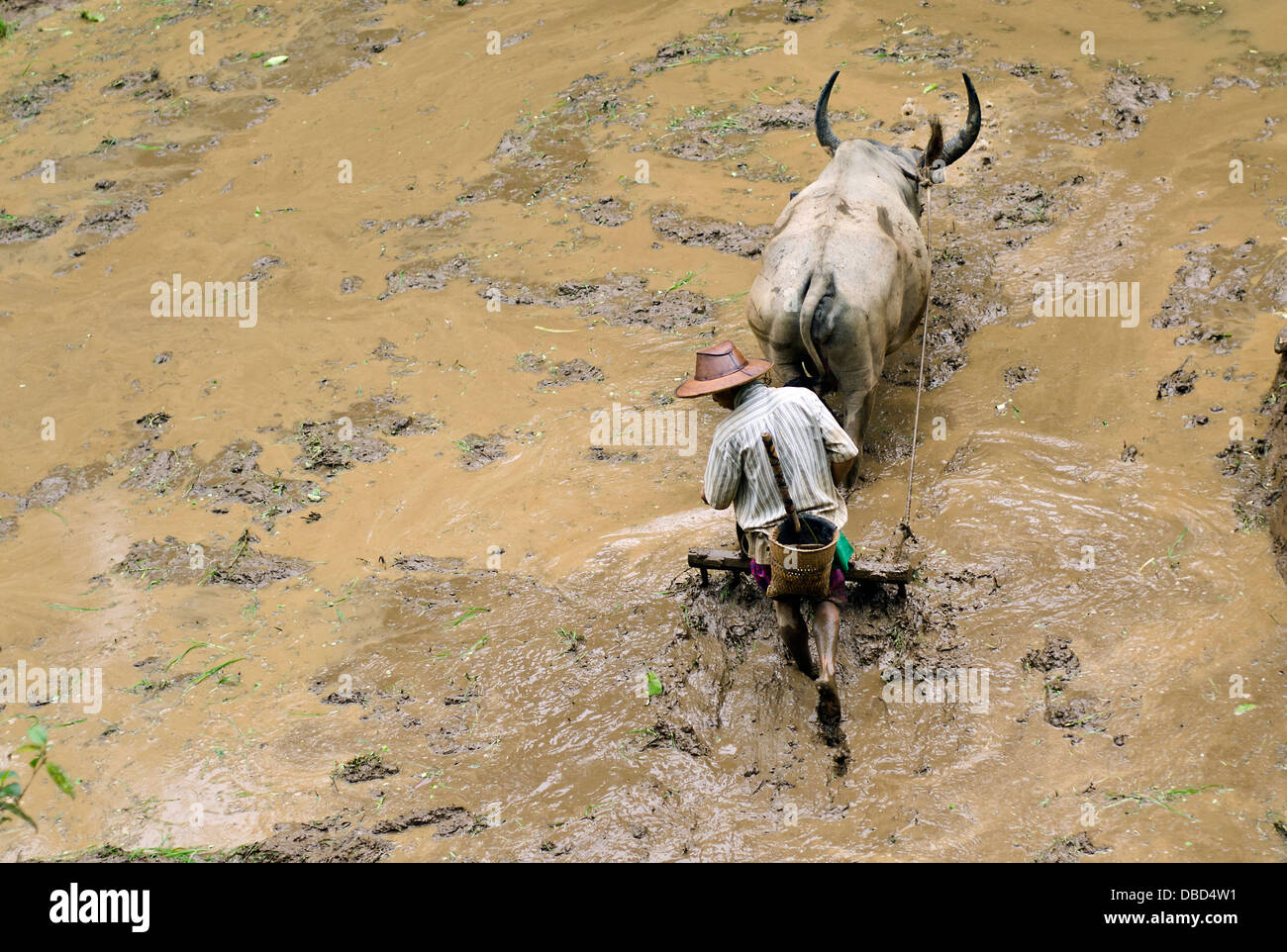 Uomo campo di aratura nel nord della provincia di Shan Birmania Foto Stock