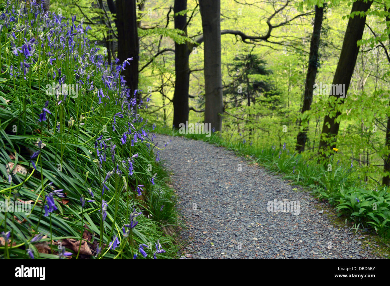 Bluebells & alberi in 'hotel Astrid parte di legno del Dales Modo lunga distanza sentiero Wharfedale Yorkshire Foto Stock