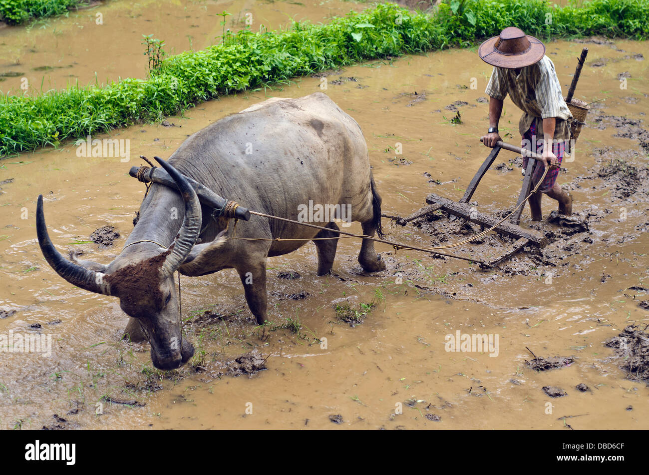 Uomo campo di aratura nel nord della provincia di Shan Birmania Foto Stock