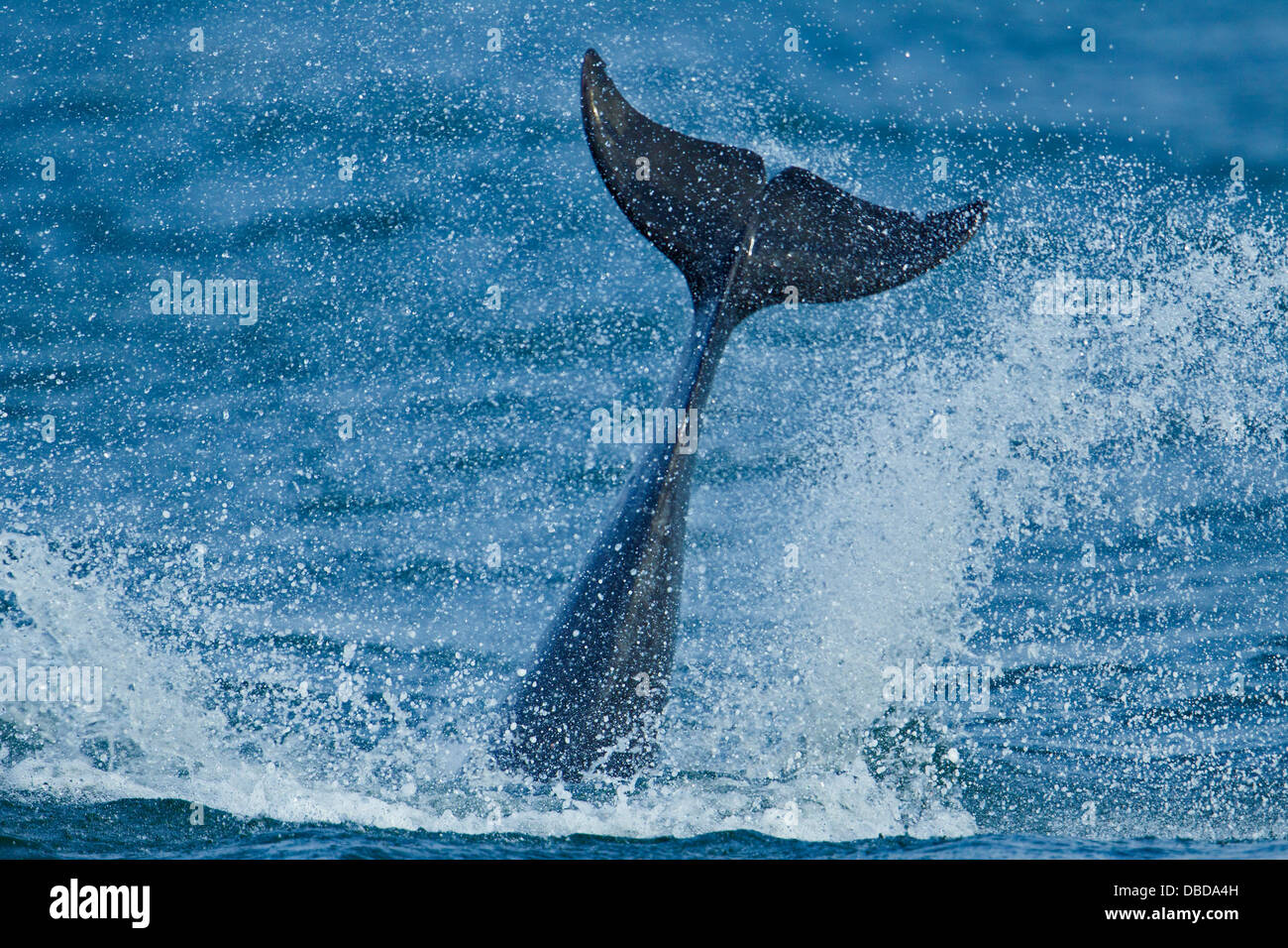 Il tursiope o delfino maggiore, Chanonry Point, Scozia Foto Stock