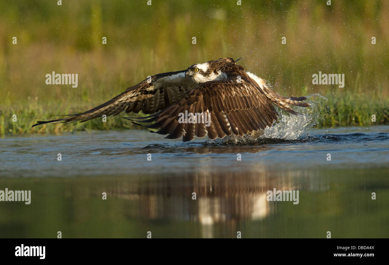 Osprey circa di decollare da un lago scozzese Foto Stock