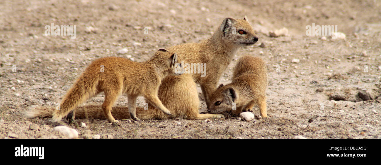 Una famiglia di esili mongooses giocare mentre mamma veglia. Foto Stock