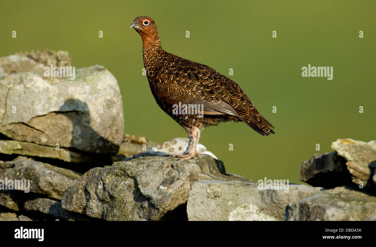 Red Grouse in piedi su una parete in Yorkshire Moors Foto Stock