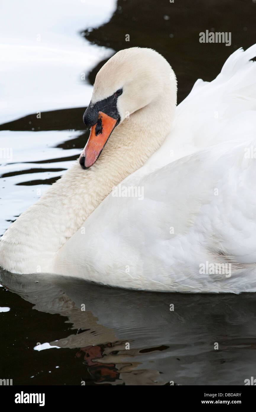 Cigno sul Glasson canal nel nord dell'Inghilterra Foto Stock