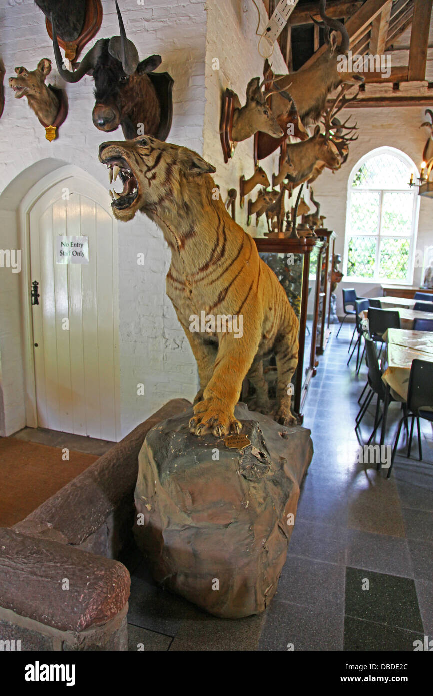 Un ripieno a base di Tiger e teste di animali sulla parete del cafe a Hodnet Hall gardens Shropshire England Regno Unito Foto Stock
