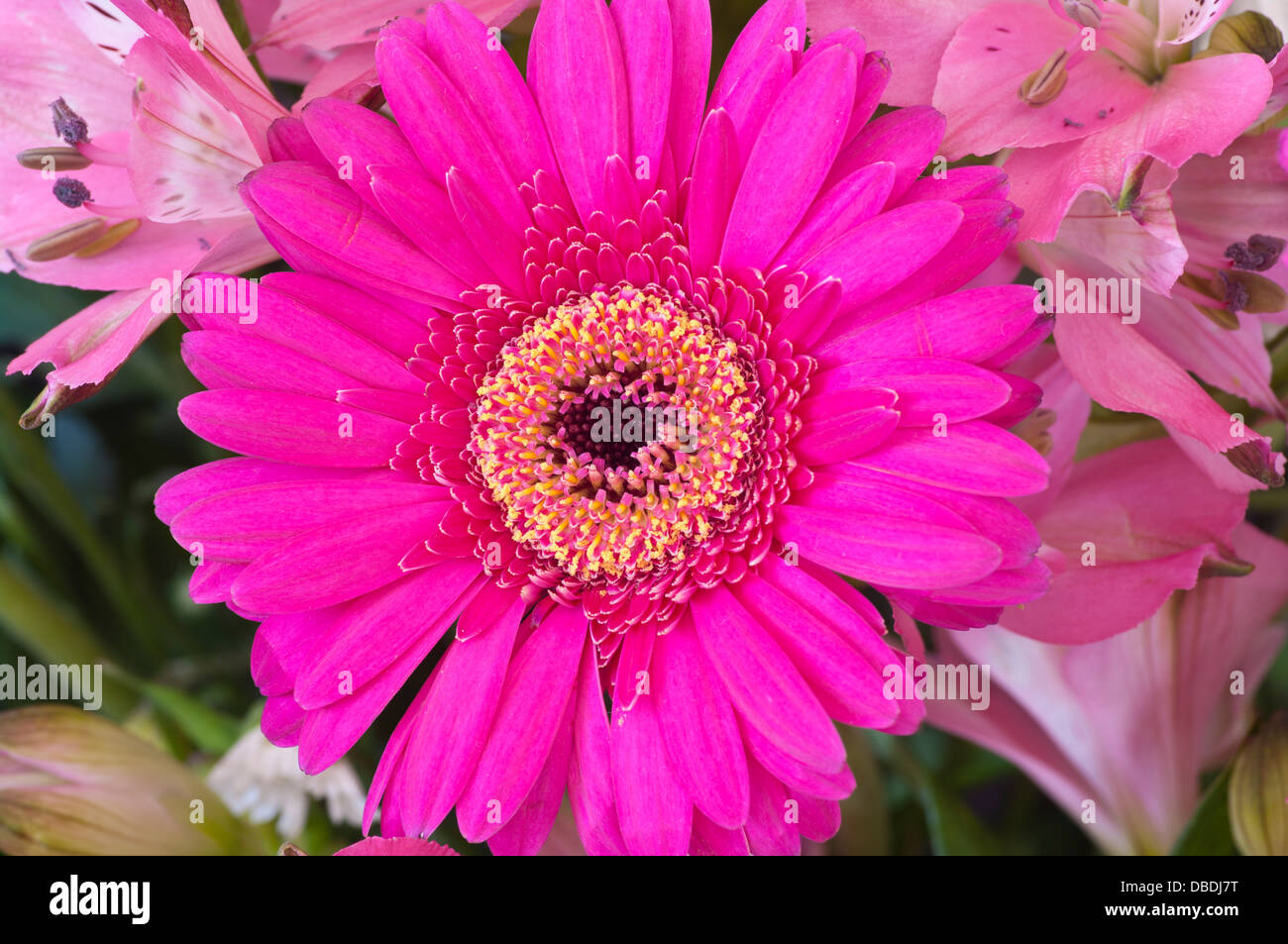 Profonda crisantemo rosa Foto Stock