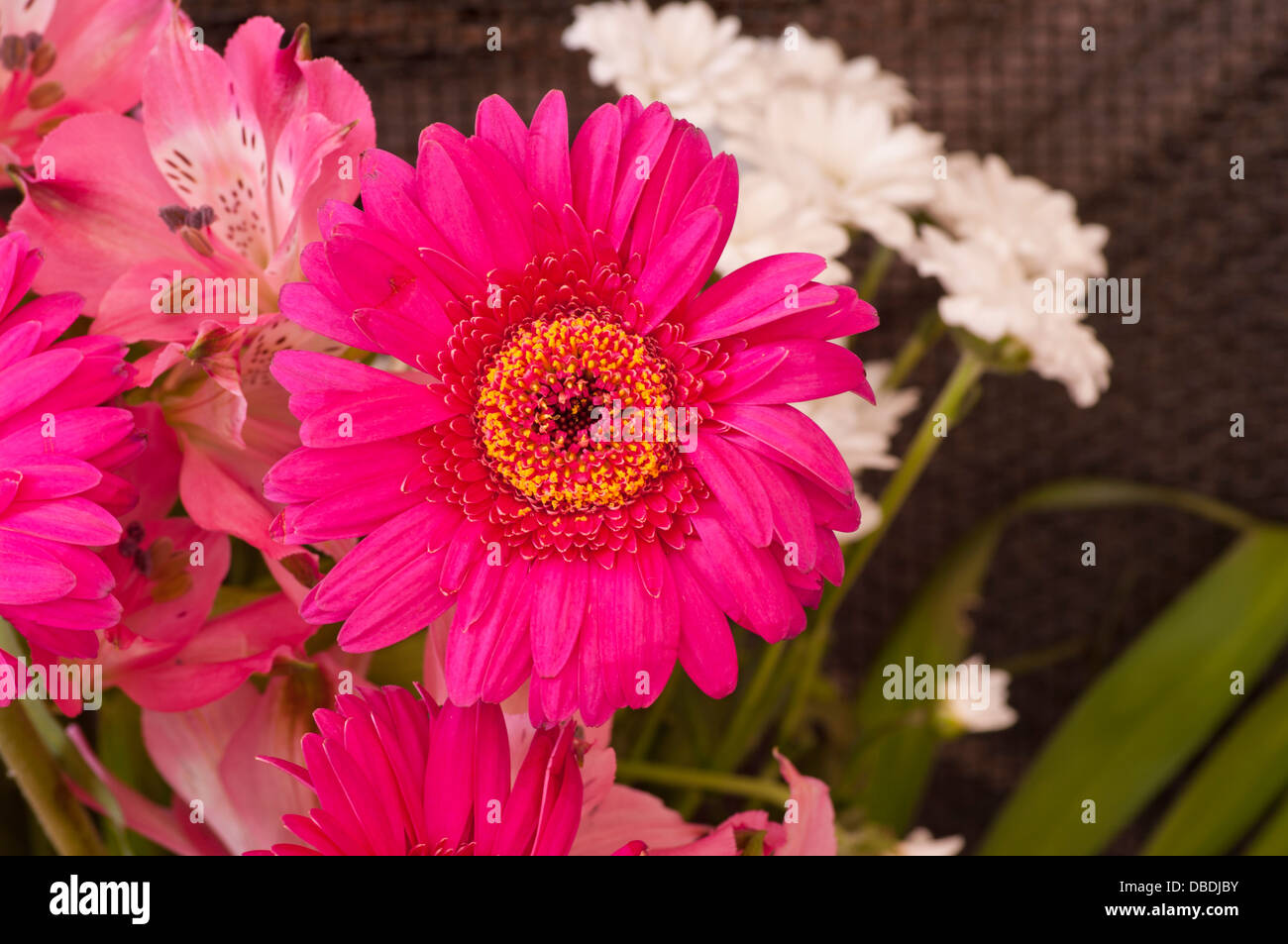Profonda crisantemo rosa Foto Stock