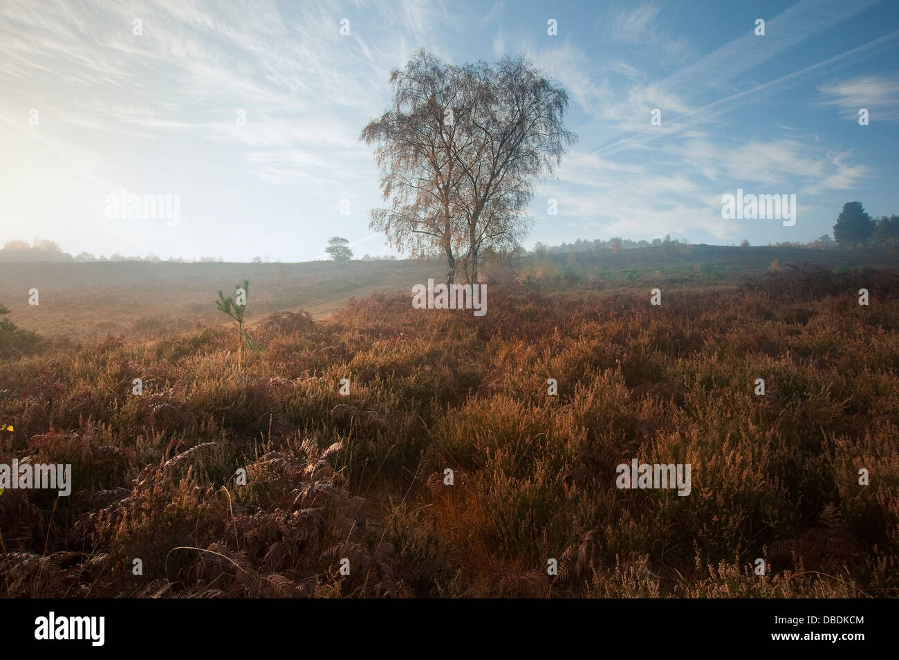 Bellissimo paesaggio forestale di foggy misty Bosco in autunno autunno Foto Stock