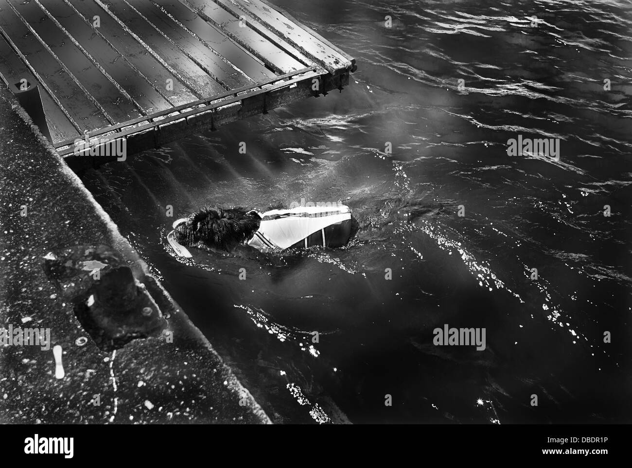 -Salvataggio cani- mare Mediterraneo. Foto Stock