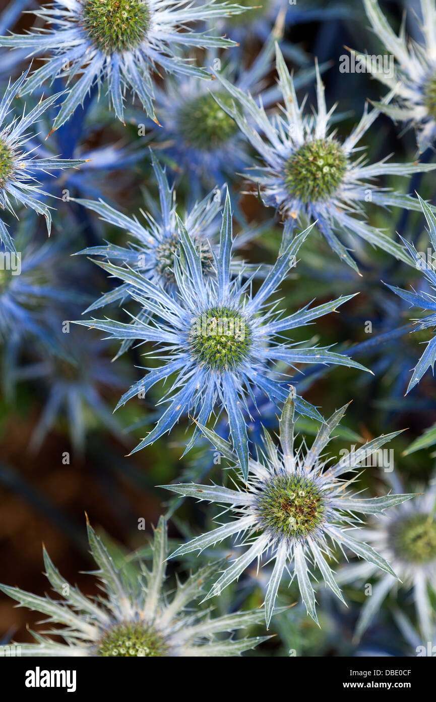 Eryngium 'Big Blue' Foto Stock