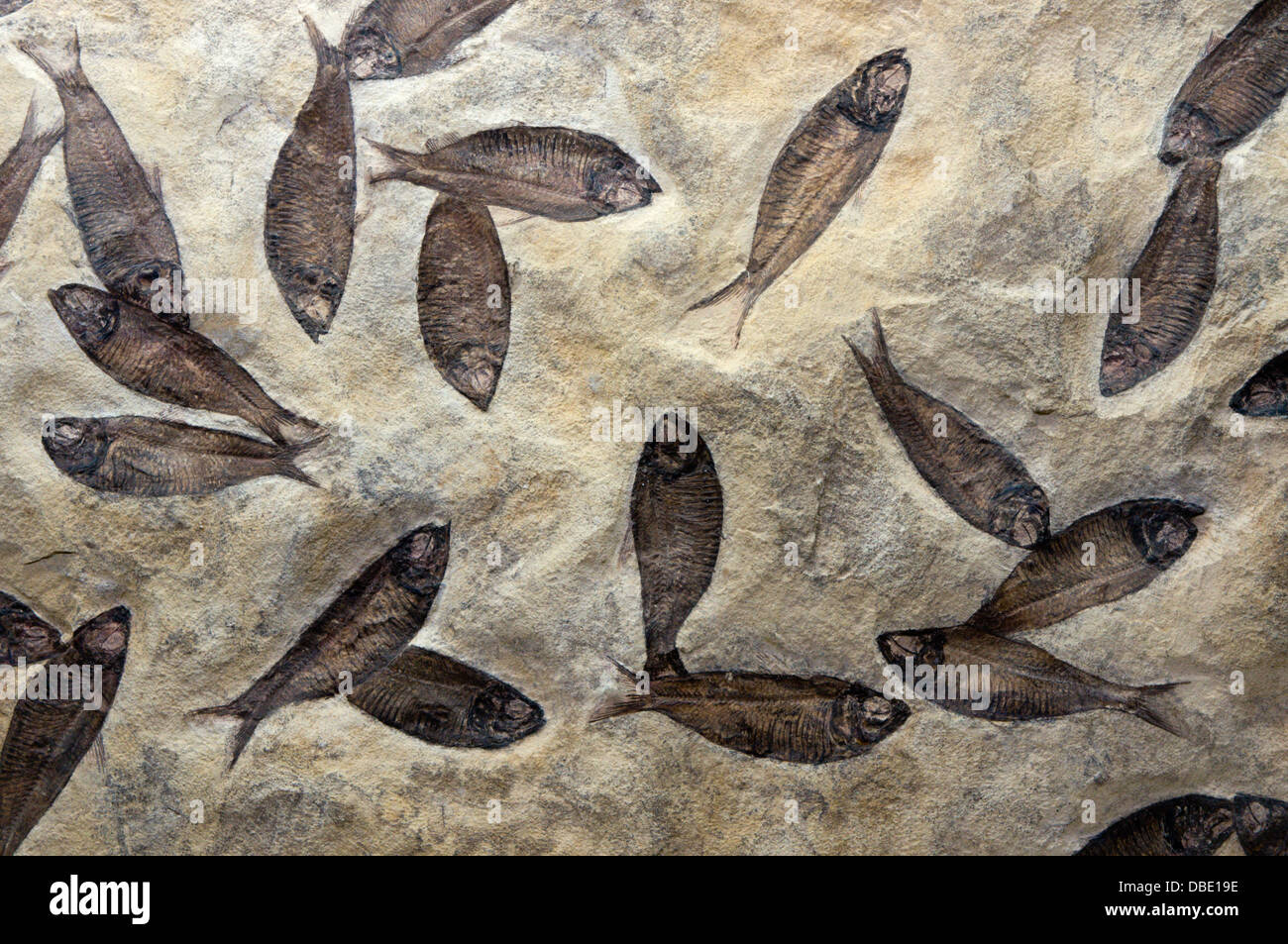 Pesci fossili dal fiume Verde formazione di fossiliferi rocce sedimentarie. Foto Stock