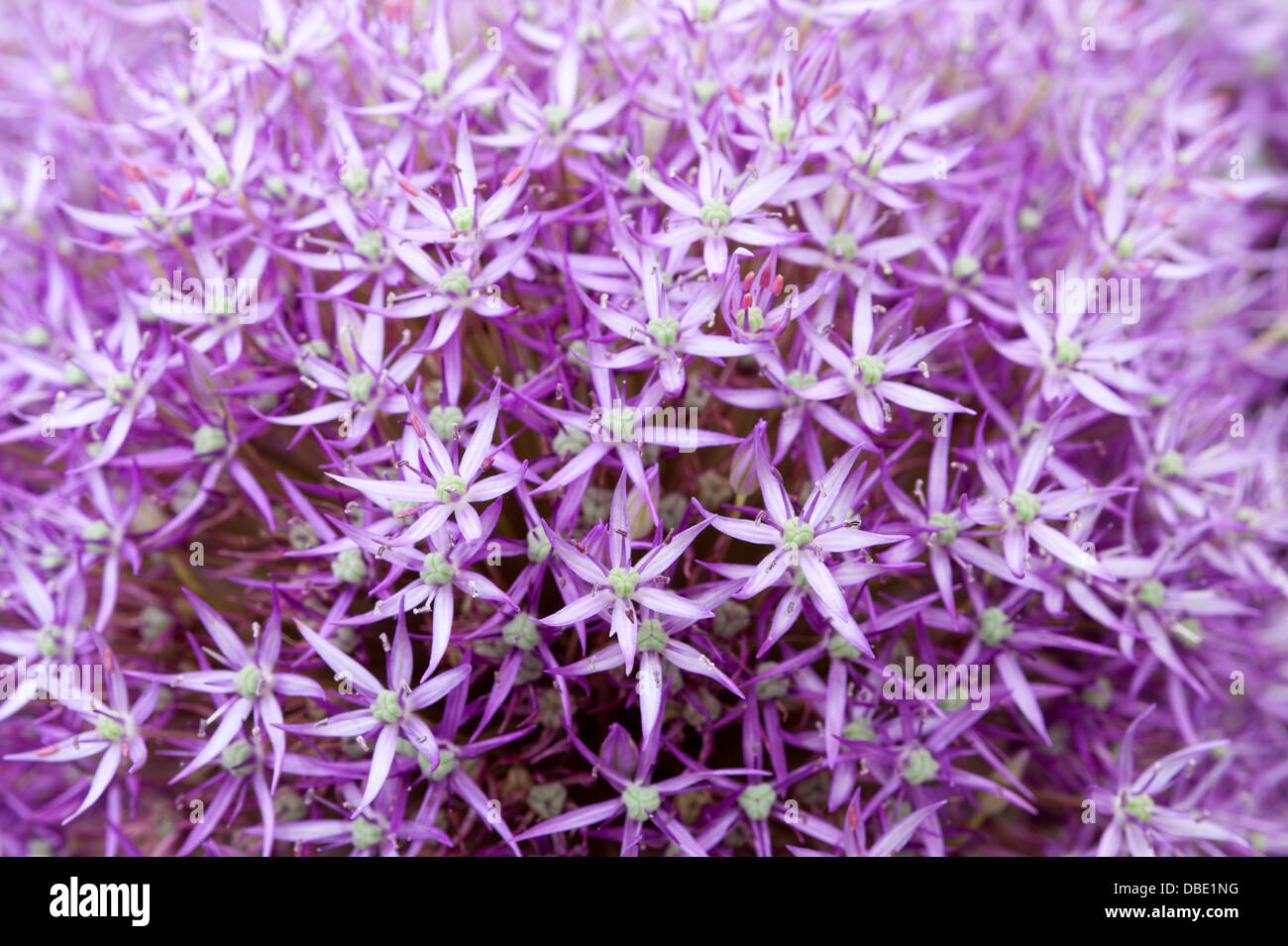 Allium pinball wizard close up macro dettaglio viola Foto Stock