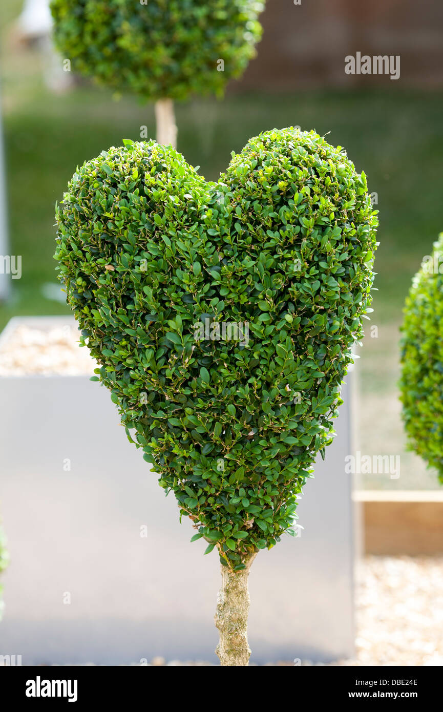 Buxus sempervirens a forma di cuore ad topiaria da Foto Stock