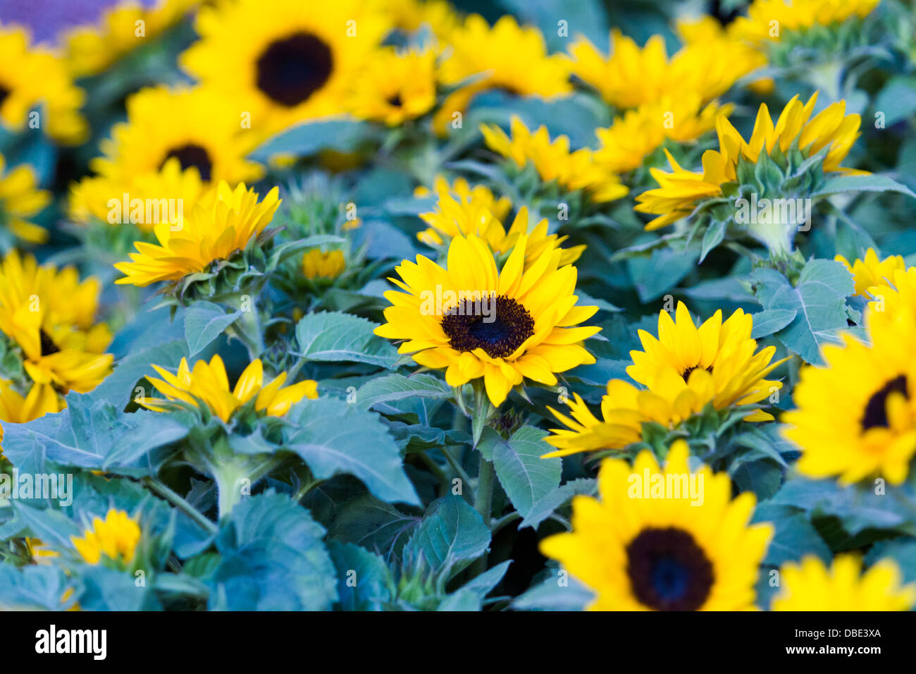 Girasoli come un tappeto di fioritura. Foto Stock