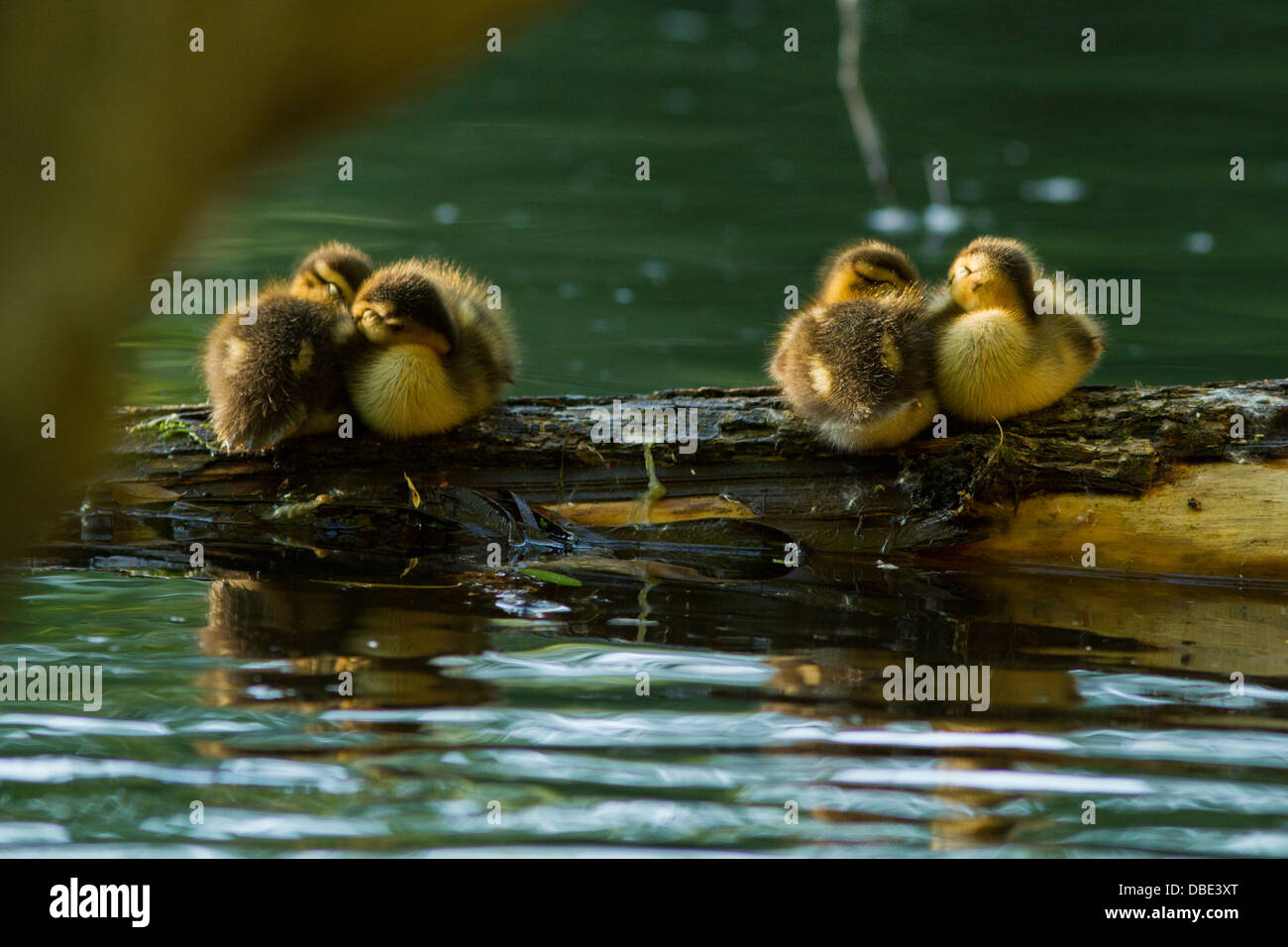 Quattro mallard anatroccoli in primavera in appoggio su di un registro. Foto Stock