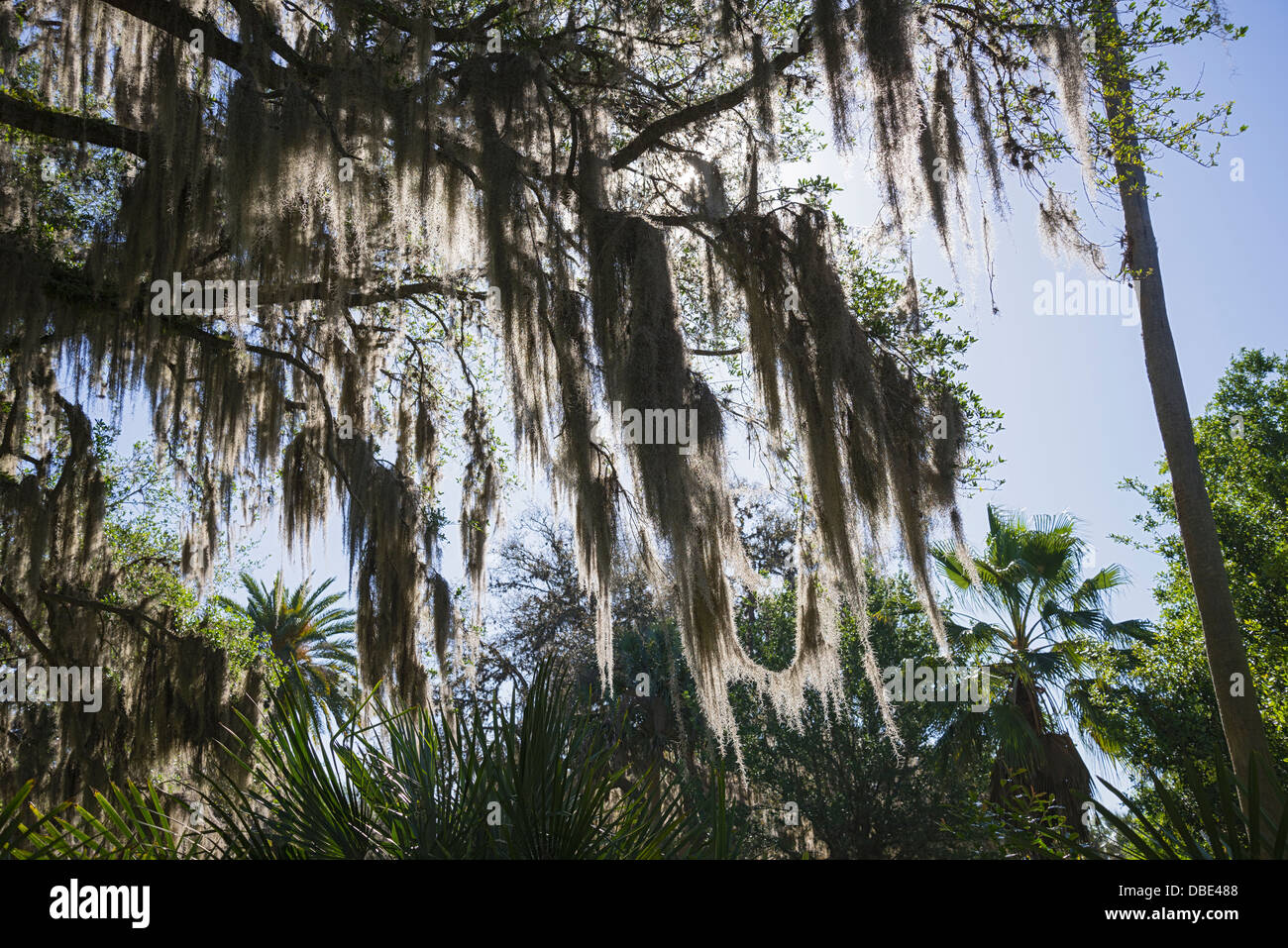 Vecchio muschio Spagnolo coperti di lecci dominano il paesaggio a Gainesville, Florida il quartiere storico. Foto Stock