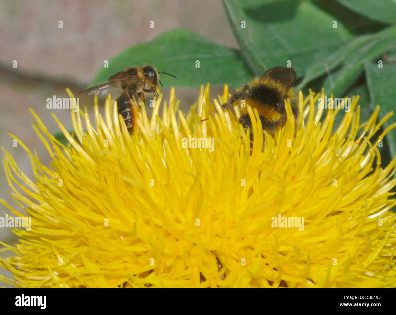 Bee & hoverfly su un fiore giallo Foto Stock