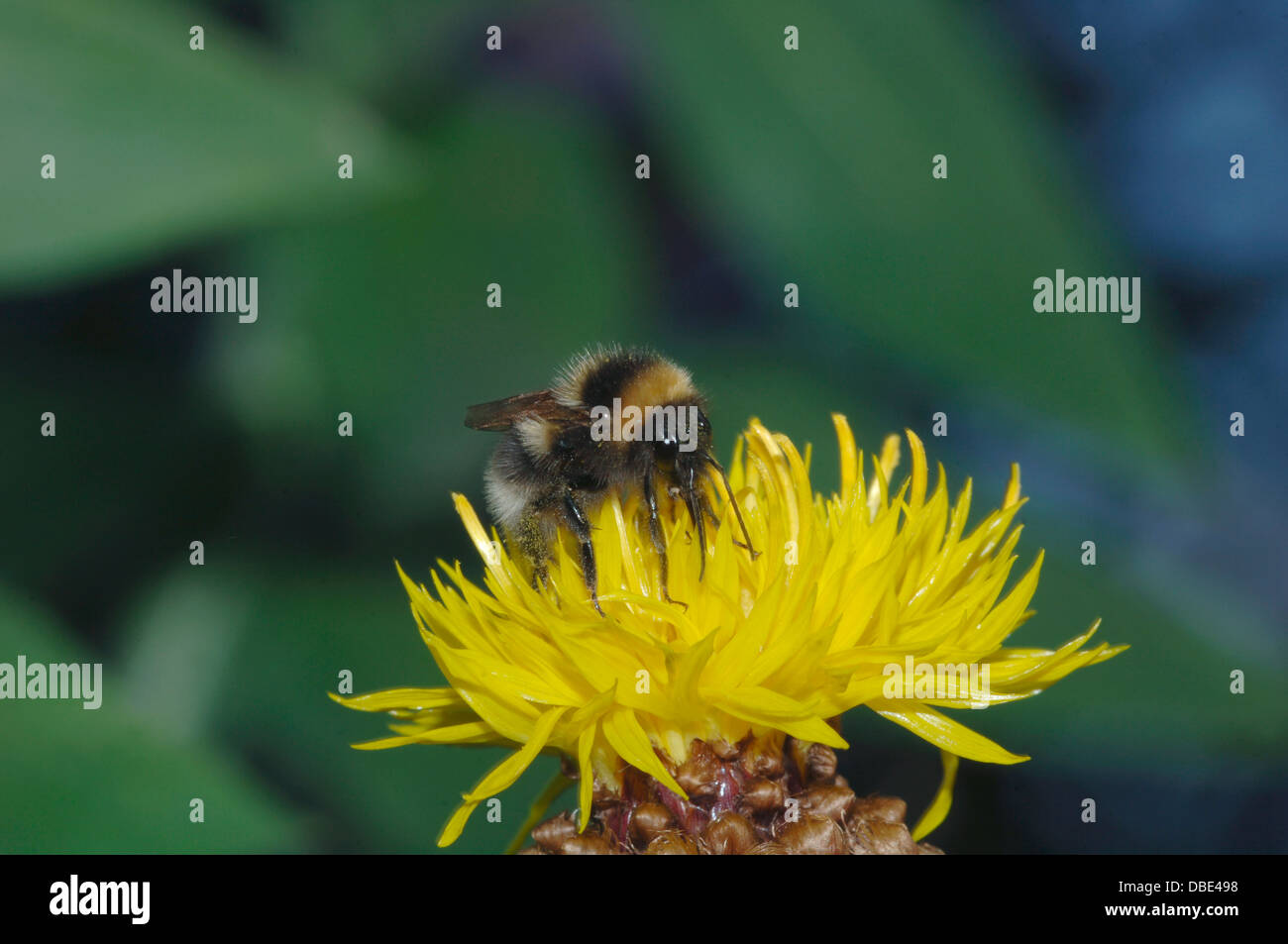Un Ape su un fiore giallo dopo il nettare Foto Stock