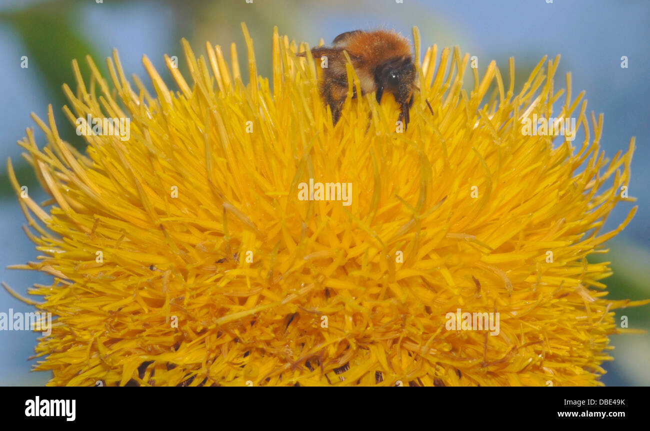 Un Ape su un fiore giallo dopo il nettare Foto Stock