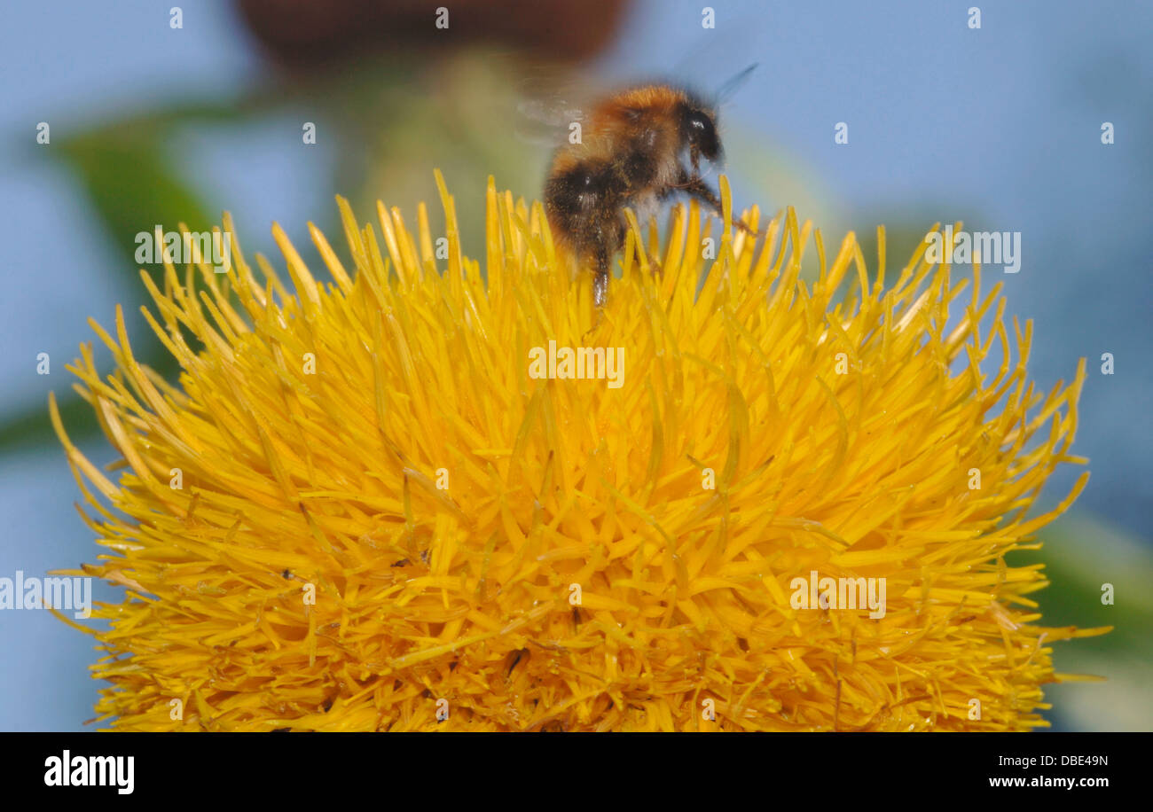 Ape su un fiore giallo. Foto Stock