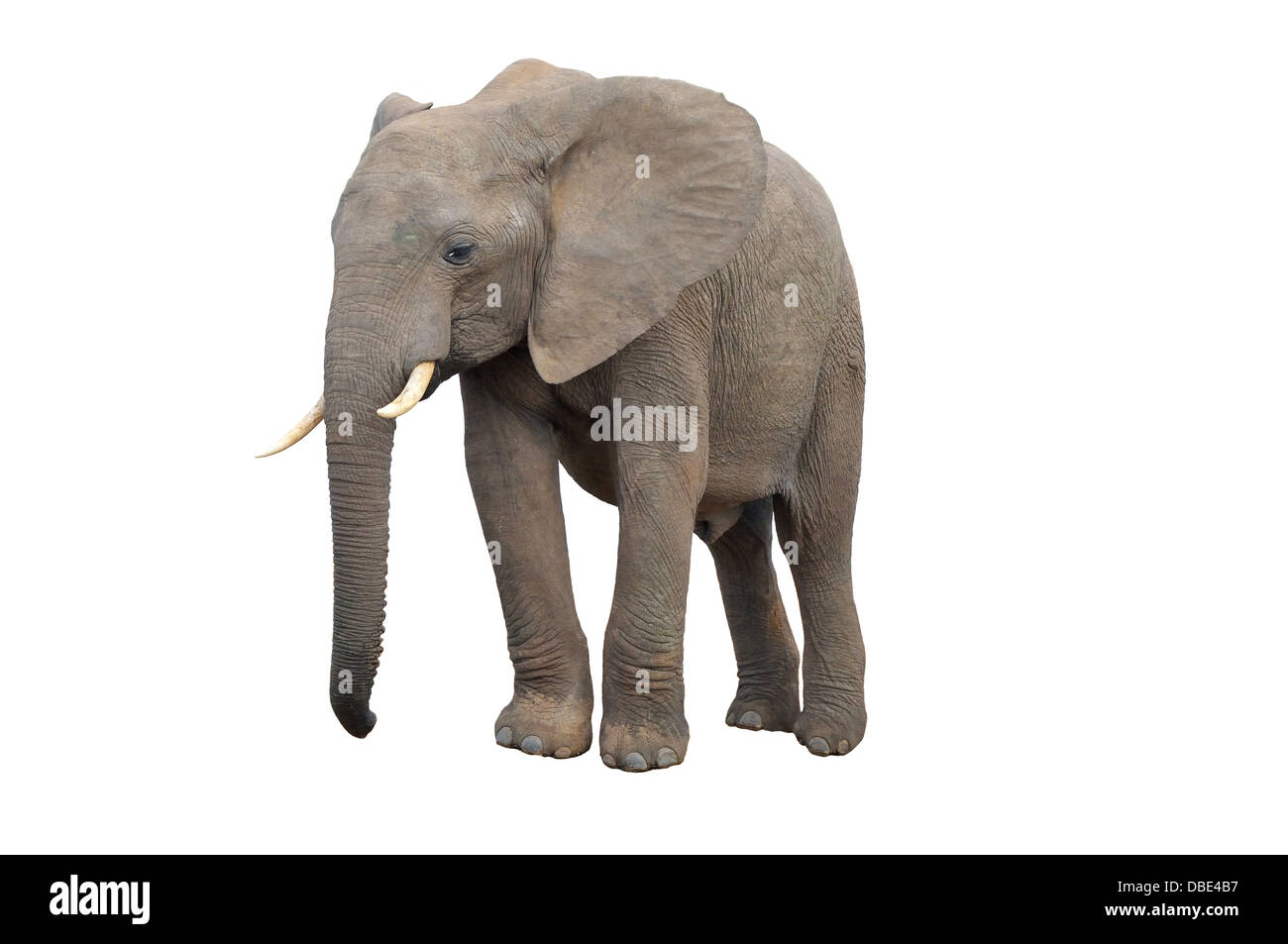 Un elefante da Addo Elephant National Park isolato su bianco Foto Stock